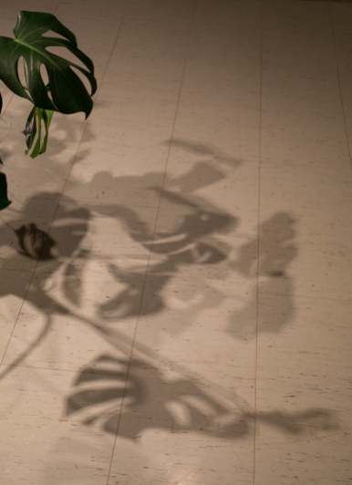 If plants could speak shadows